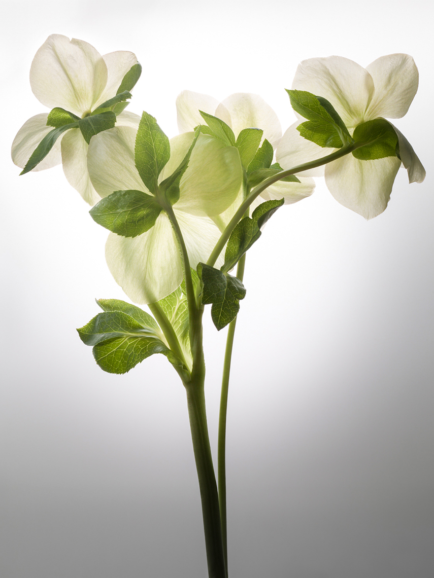 14_Test_Helleborus_044_Focus_Smart