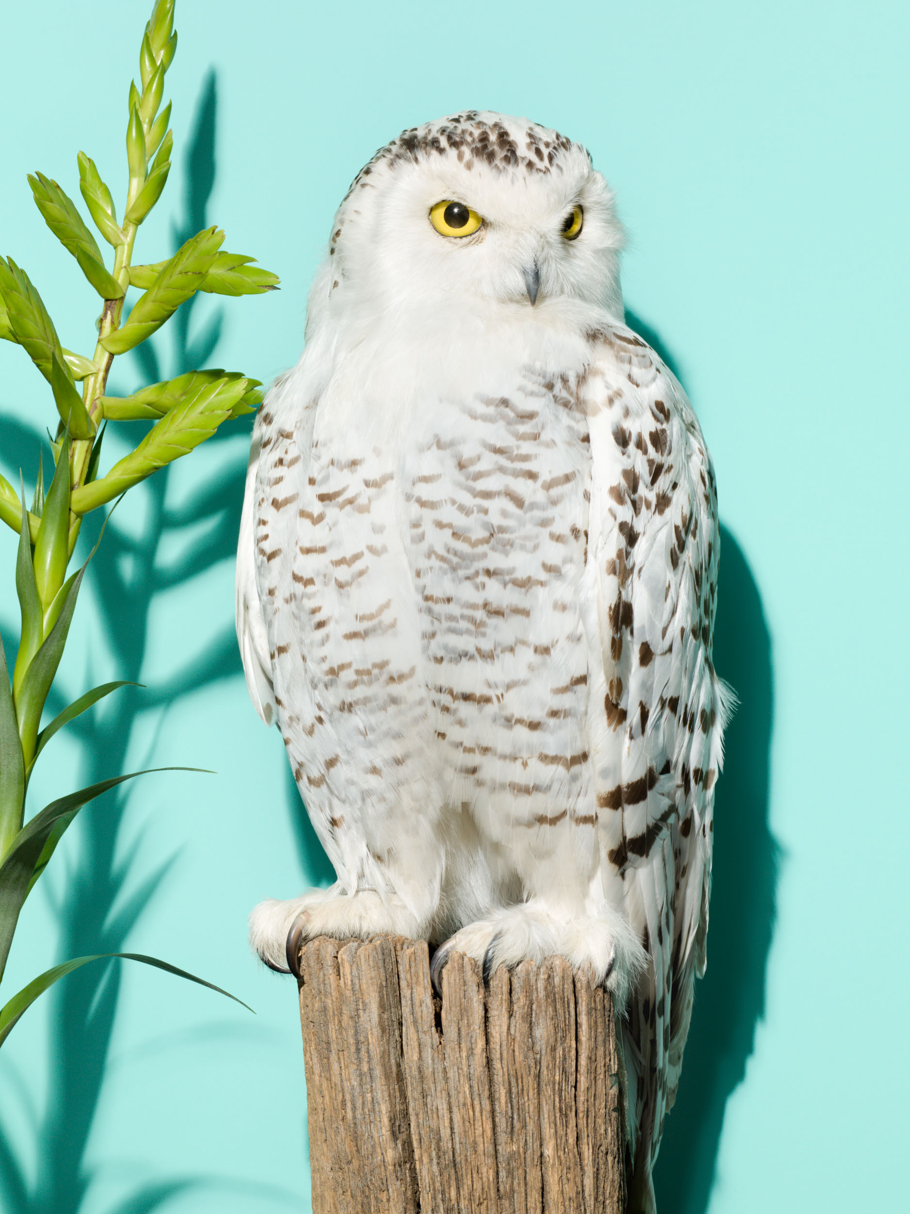 taxidermy white owl