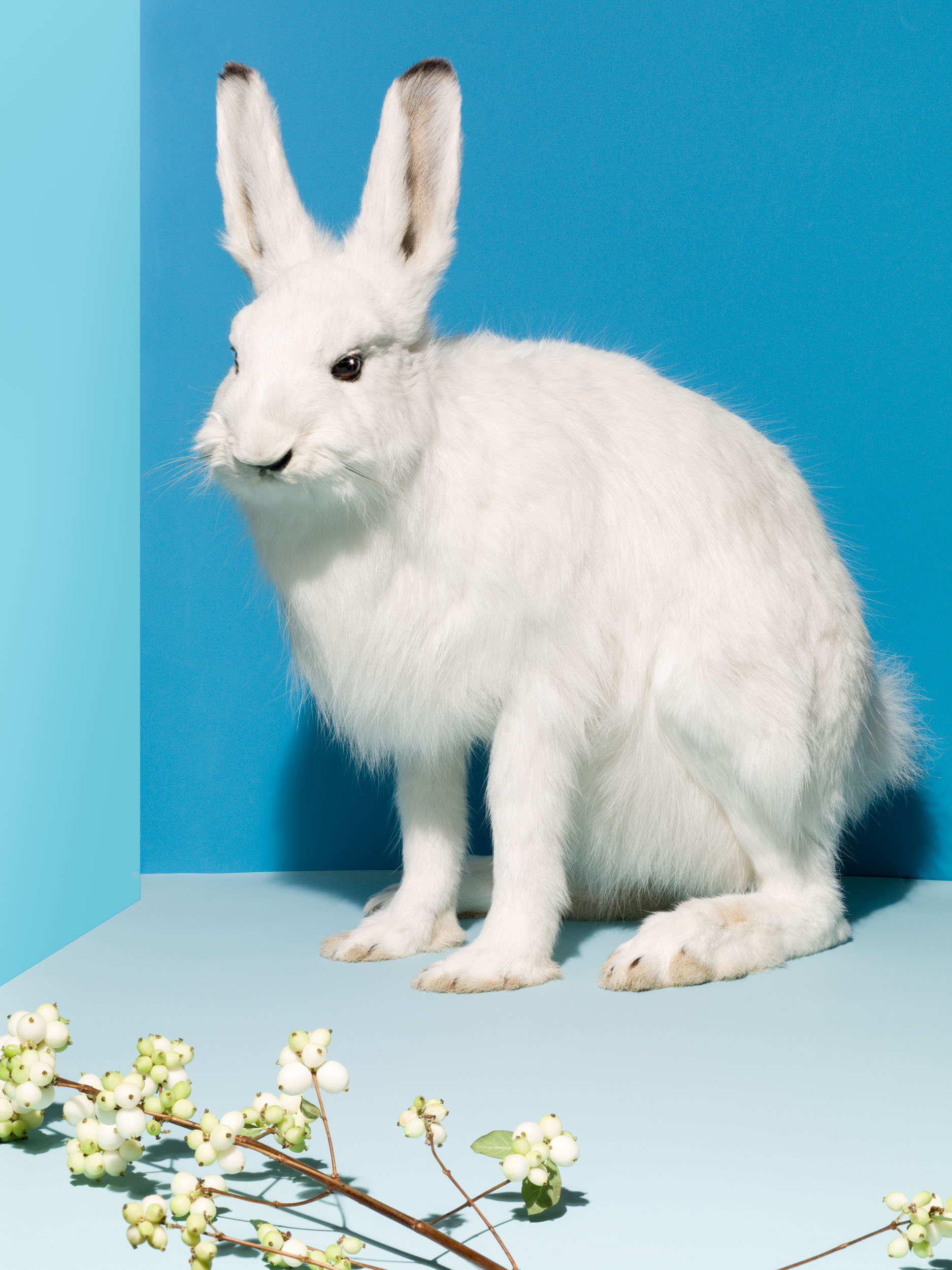 19_Taxidermy_Rabbit_015_Focus