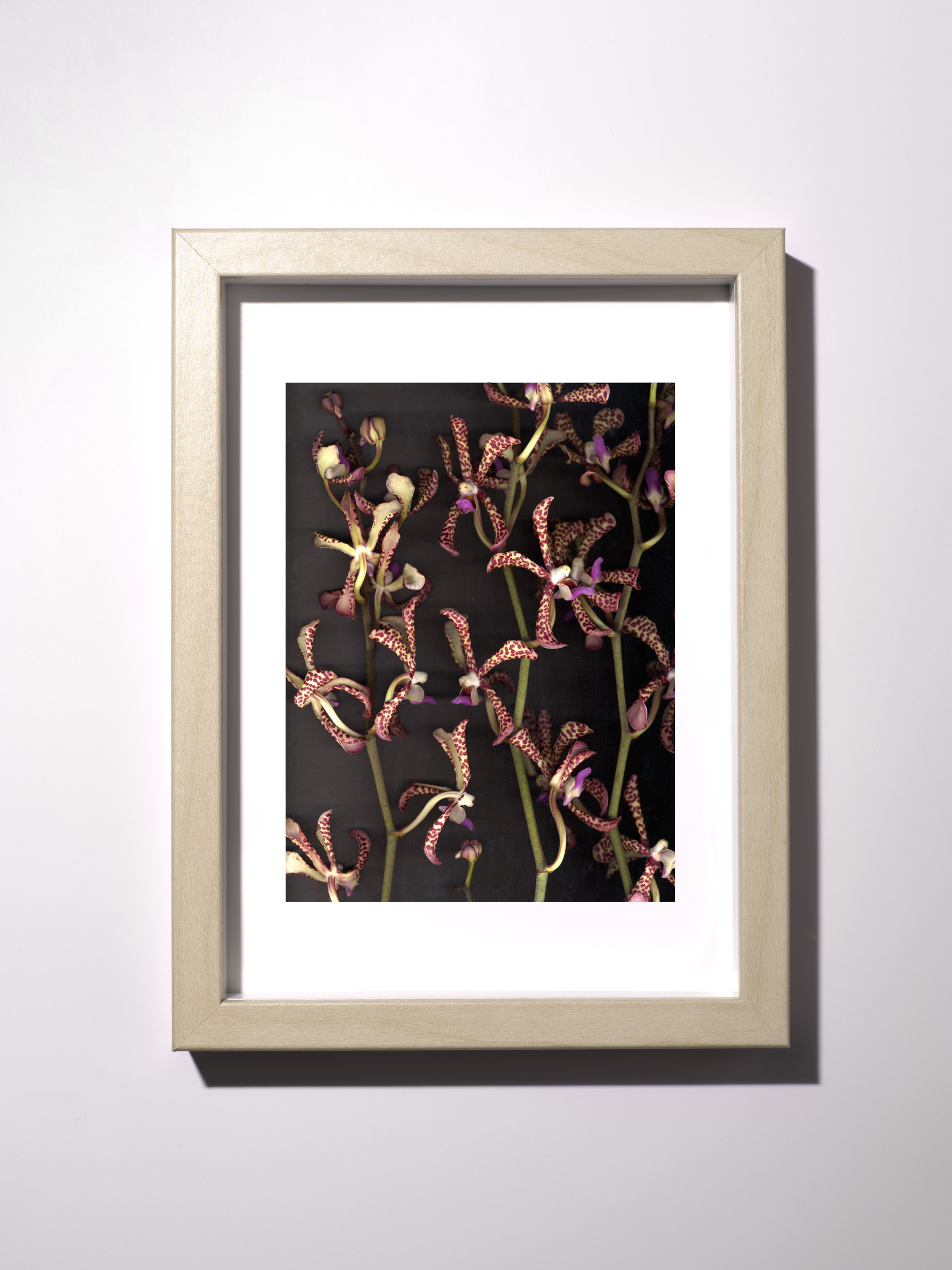 22-Tiny_Prints_012-Edit_Orchid_3